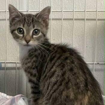 Rescue American Shorthair Cats for Adoption in Philippi, West Virginia - Waverly | PetCurious