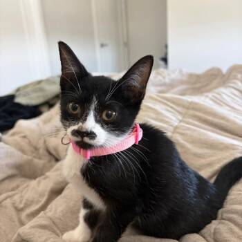 Kitty Softpaws -  Domestic Short Hair Cat for Adoption in San Antonio, Texas - Kitty Softpaws | PetCurious