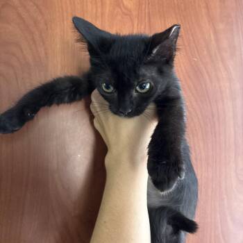 Hanzel -  Domestic Short Hair Cat for Adoption in NEW PT RICHEY, Florida - Hanzel | PetCurious