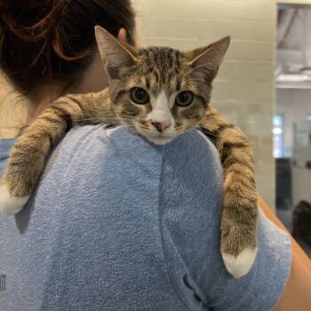 Fred -  Domestic Short Hair Cat for Adoption in Fairport, New York - Fred | PetCurious