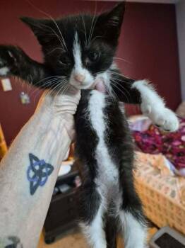 Coconut -  Domestic Short Hair Cat for Adoption in St. Peters, Missouri - Coconut | PetCurious