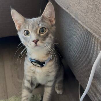 Domestic Short Hair Cats Available for Adoption in Weehawken Township, New Jersey - Cassius | PetCurious