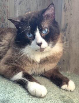 Jimmy Choo -  Snowshoe Cat for Adoption in Attleboro, Massachusetts - Jimmy Choo | PetCurious