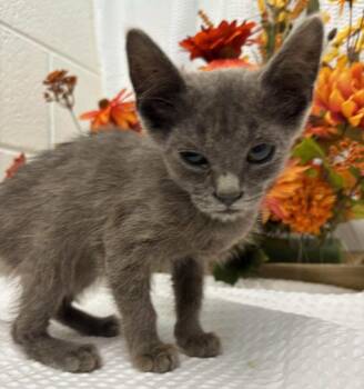 Rescue Domestic Short Hair Cats for Adoption in Rustburg, Virginia - Pudge - At Shelter | PetCurious