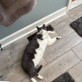 Domestic Short Hair Cats Available for Adoption - Bandit  | PetCurious