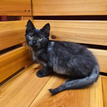 Phoenix -  Domestic Medium Hair Cat for Adoption in Woodstock, Illinois - Phoenix | PetCurious