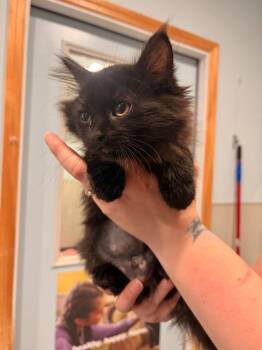 P1 Purgatory -  Domestic Medium Hair Cat for Adoption in Ashland, Wisconsin - P1 Purgatory | PetCurious