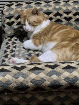 Domestic Medium Hair Cats Available for Adoption in Liverpool, Texas - Cleopatra & Orion | PetCurious