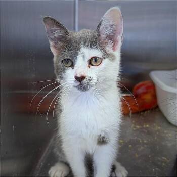 Nike -  Domestic Short Hair Cat for Adoption in Hannibal, Missouri - Nike | PetCurious