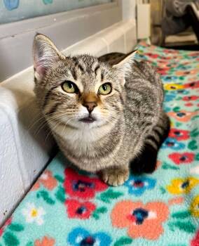 Rescue Domestic Short Hair Cats for Adoption in Moundsville, West Virginia - Opalite | PetCurious