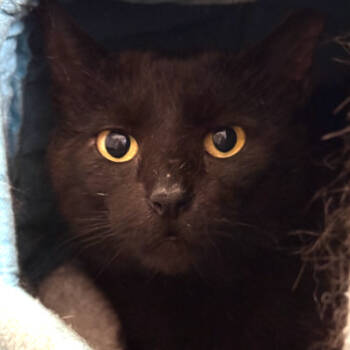 Rescue Domestic Short Hair Cats for Adoption in North Branford, Connecticut - 25-51 Peyton | PetCurious