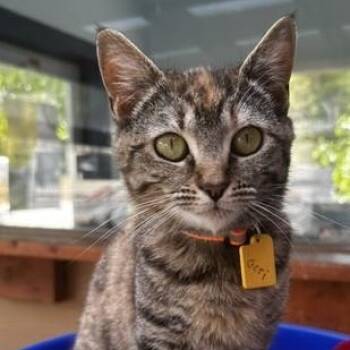 Jeri - Sweet and Social -  Torbie Cat for Adoption in Hoquiam, Washington - Jeri - Sweet And Social | PetCurious