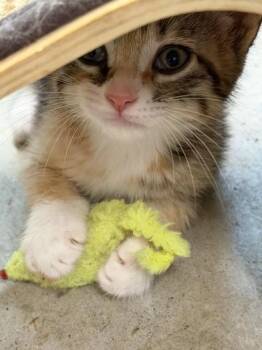 Domestic Short Hair Cats Available for Adoption in Liverpool, Texas - Twix | PetCurious