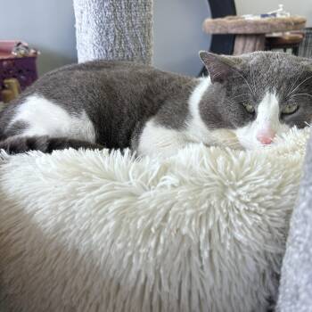 Domestic Short Hair Cats Available for Adoption - Tommy  | PetCurious