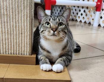Dory -  Tabby Cat for Adoption in Linden, New Jersey - Dory | PetCurious