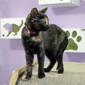 Sylvie -  Domestic Short Hair Cat for Adoption in Mckean, Pennsylvania - Sylvie | PetCurious