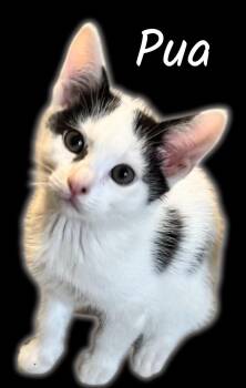 Rescue Domestic Short Hair Cats for Adoption in Auburn, California - Pua | PetCurious