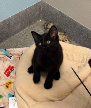 Salvador -  Domestic Short Hair Cat for Adoption in Fort Collins, Colorado - Salvador | PetCurious