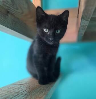 Rescue Domestic Short Hair Cats for Adoption in Brookings, South Dakota - Fallon | PetCurious