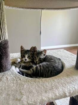 Posy -  Domestic Short Hair and Tabby Cat for Adoption in Sunnyvale, California - Posy | PetCurious