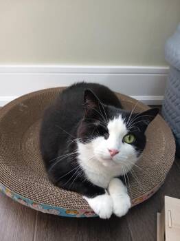 Ms Sox -  Domestic Short Hair Cat for Adoption in Markham, Ontario - Ms Sox | PetCurious