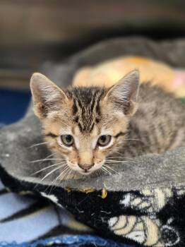 Tubs -  Domestic Short Hair Cat for Adoption in Carthage, Missouri - Tubs | PetCurious
