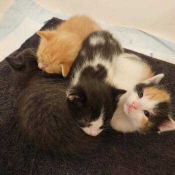 Domestic Short Hair Cats Available for Adoption in Monroe, Michigan - Claire | PetCurious