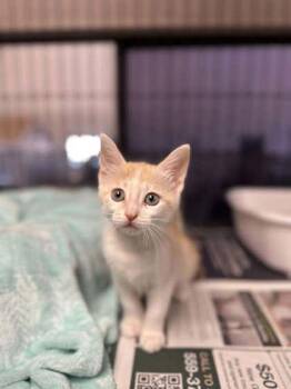 Linda -  Domestic Short Hair Cat for Adoption in Visalia, California - Linda | PetCurious