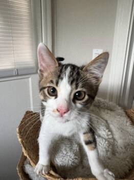 Tofu (& Tuna) -  Domestic Short Hair Cat for Adoption in Castro Valley, California - Tofu (& Tuna) | PetCurious