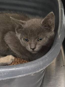 Socks -  Domestic Short Hair Cat for Adoption in Athens, Tennessee - Socks | PetCurious