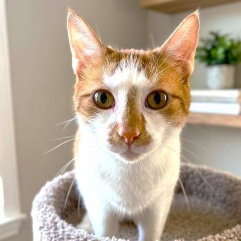 RUDOLPH (RUDY) -  Turkish Van Cat for Adoption in Oakwood, Georgia - RUDOLPH (RUDY) | PetCurious