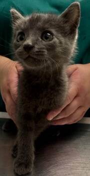 Cheese Curd Curtis -  Domestic Short Hair Cat for Adoption in Bloomington, Indiana - Cheese Curd Curtis | PetCurious
