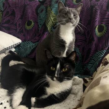 Tuxedo and Russian Blue Cats Available for Adoption in UNIVERSITY PA, Maryland - Anakin & Darth | PetCurious