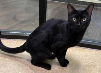Darth Vader -  Domestic Short Hair Cat for Adoption in Fort Worth, Texas - Darth Vader | PetCurious
