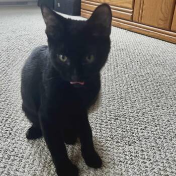 Rescue Domestic Short Hair Cats for Adoption in Victoria, British Columbia - Spruce | PetCurious