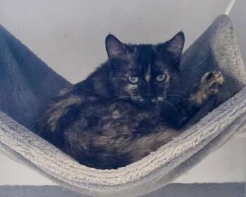 Tortoiseshell and Domestic Short Hair Cats Available for Adoption - Chai Spicewood | PetCurious