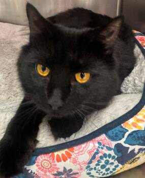 Domestic Medium Hair Cats Available for Adoption in Kenai, Alaska - Grimm | PetCurious