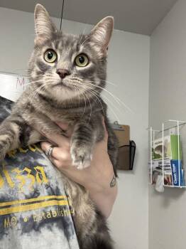 Trouble -  Domestic Short Hair Cat for Adoption in Bolivar, Missouri - Trouble | PetCurious
