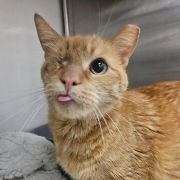 Domestic Short Hair Cats Available for Adoption - Poco | PetCurious