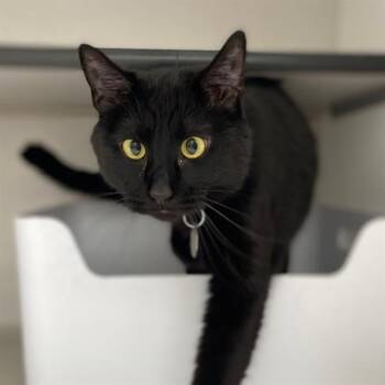 Domestic Short Hair Cats Available for Adoption in Aurora, Colorado - ANORA | PetCurious