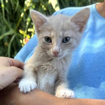 Garbanzo / Squish -  Domestic Short Hair Cat for Adoption in Long Beach, California - Garbanzo / Squish | PetCurious