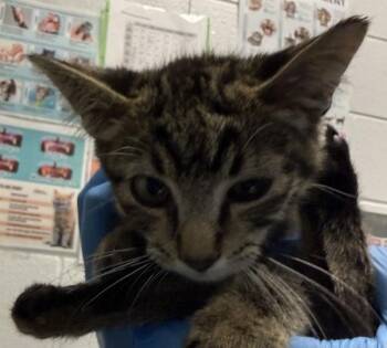 Granite -  Domestic Short Hair Cat for Adoption in Golden, Colorado - Granite | PetCurious