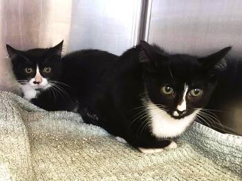Rescue Domestic Short Hair Cats for Adoption in Piscataway, New Jersey - Tuscon | PetCurious