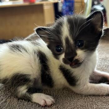 Edgar -  Domestic Short Hair Cat for Adoption in Corydon, Indiana - Edgar | PetCurious