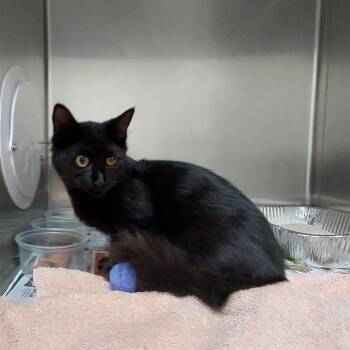 Sigurd -  Domestic Short Hair Cat for Adoption in Milton, Florida - Sigurd | PetCurious