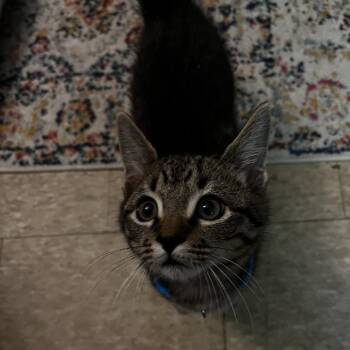 Johnny Sidewalk -  Domestic Short Hair Cat for Adoption in Decatur, Georgia - Johnny Sidewalk | PetCurious