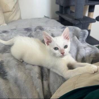 Swiss -  Domestic Short Hair Cat for Adoption in Bedford, New Hampshire - Swiss | PetCurious