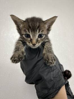 Rescue Domestic Short Hair Cats for Adoption in San Bernardino, California - DANA | PetCurious