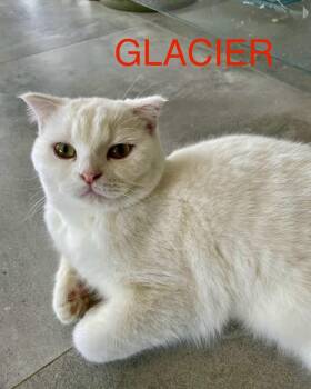 Glacier -  Scottish Fold Cat for Adoption in San Jacinto, California - Glacier | PetCurious