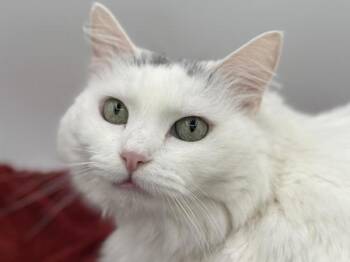 Snowball -  Domestic Long Hair Cat for Adoption in Portland, Oregon - Snowball | PetCurious